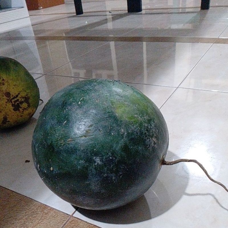 

semangka barokah