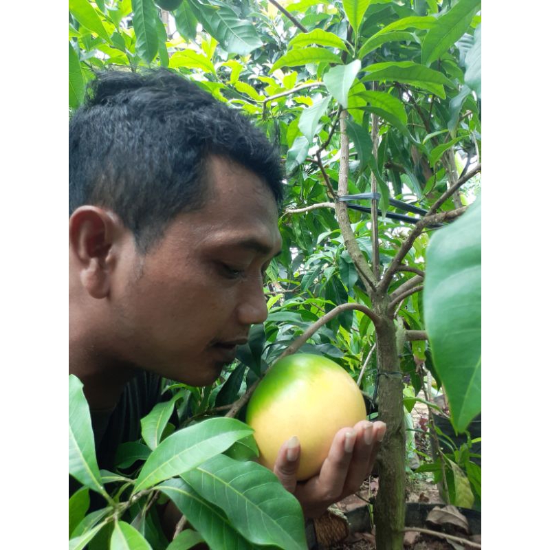 Sawo Abiu Jumbo thaiwan