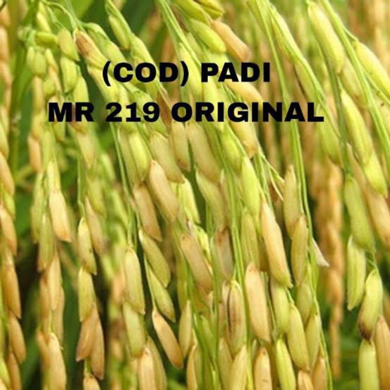 1kg benih padi mr219 benih bibit unggul