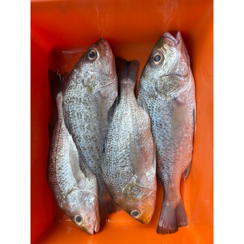 

[TERMURAH!] KAKAP PUTIH PEKCO SIZE 800-1kg