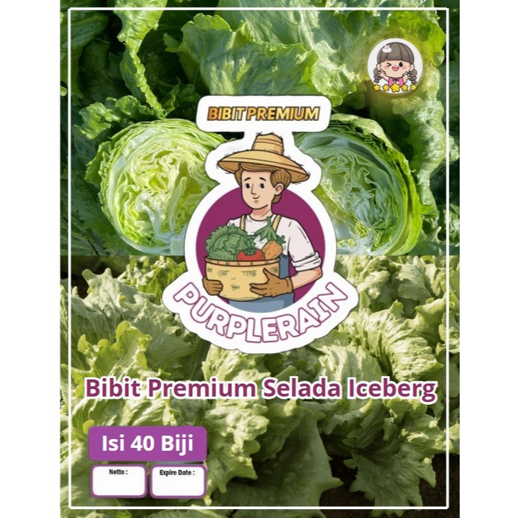 Bibit Premium Selada Ice Berg | Benih Selada Ice Berg