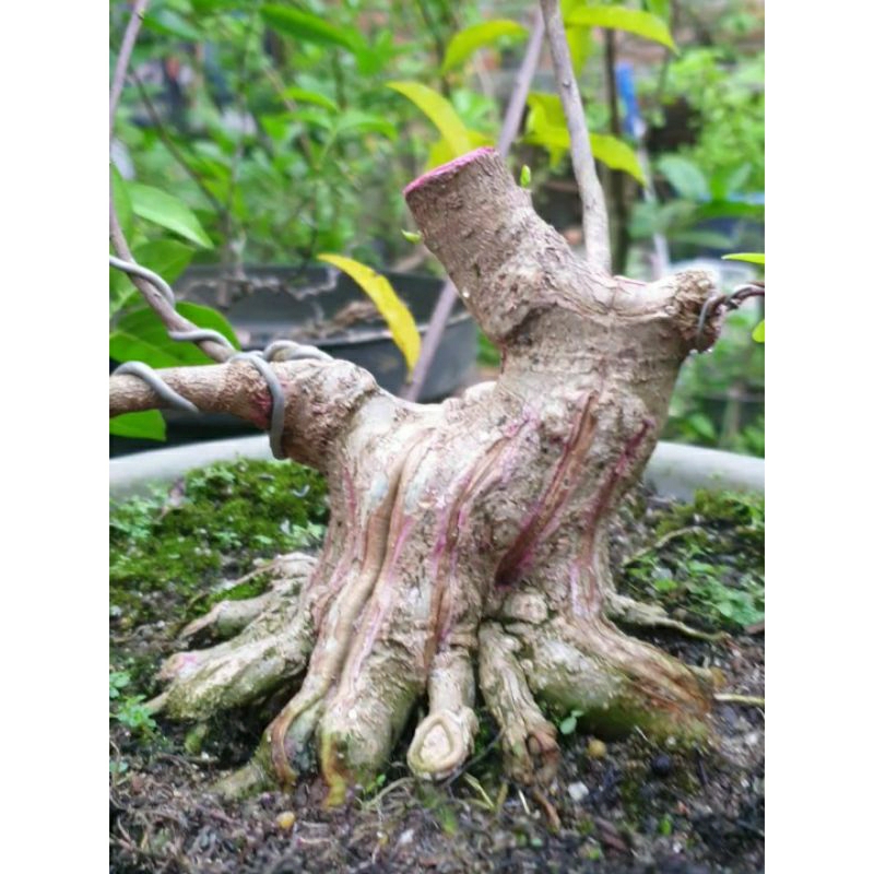 Bahan bonsai anting putri small prospek