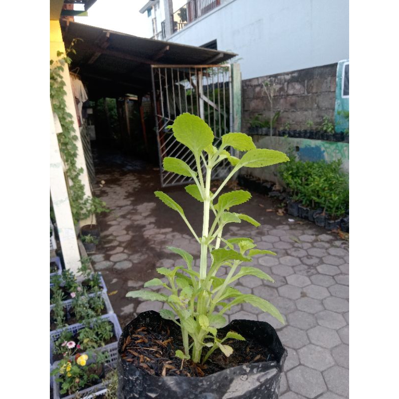 Bibit tanaman kentang Jawa ( Kentang hitam mini ori )