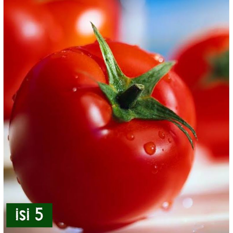 BIBIT SERIBUAN, BIBIT TOMAT MURAH, BIBIT TOMAT BUAH