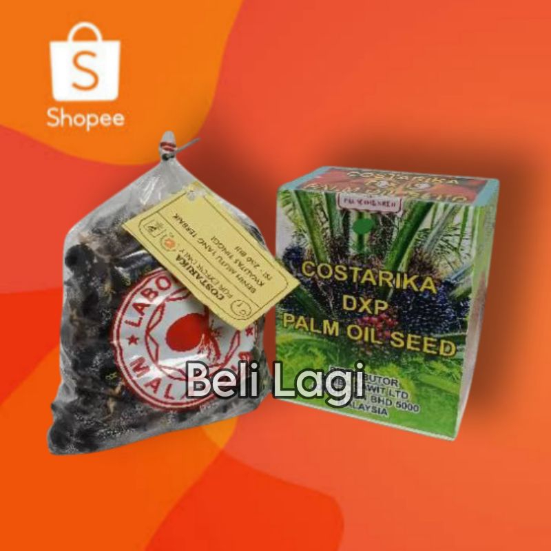 kecambah sawit Costarika (perbutir)