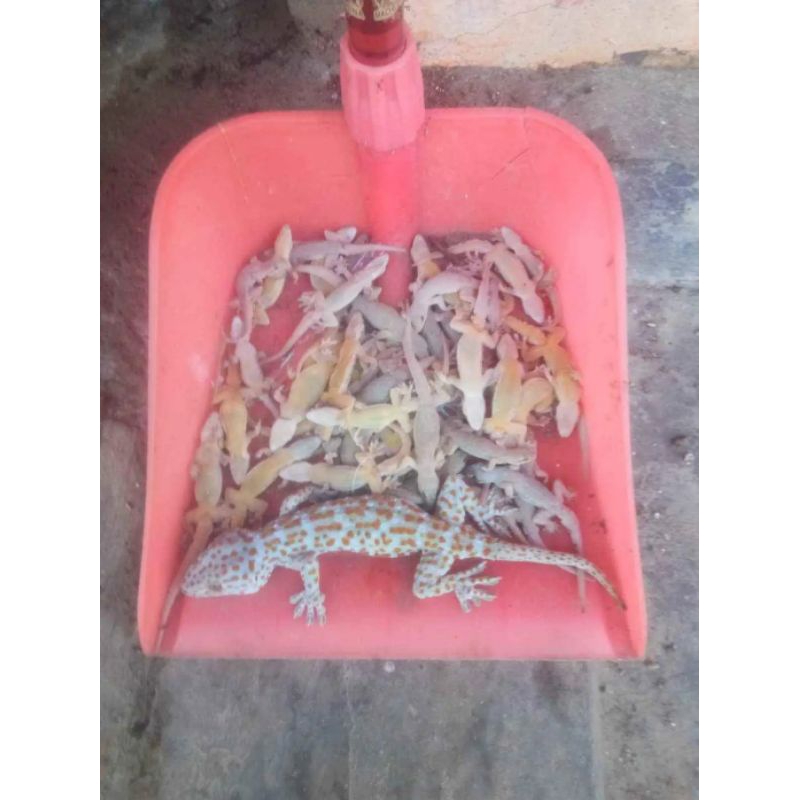 basmi cicak dan tokek /racun cicak dan tokek