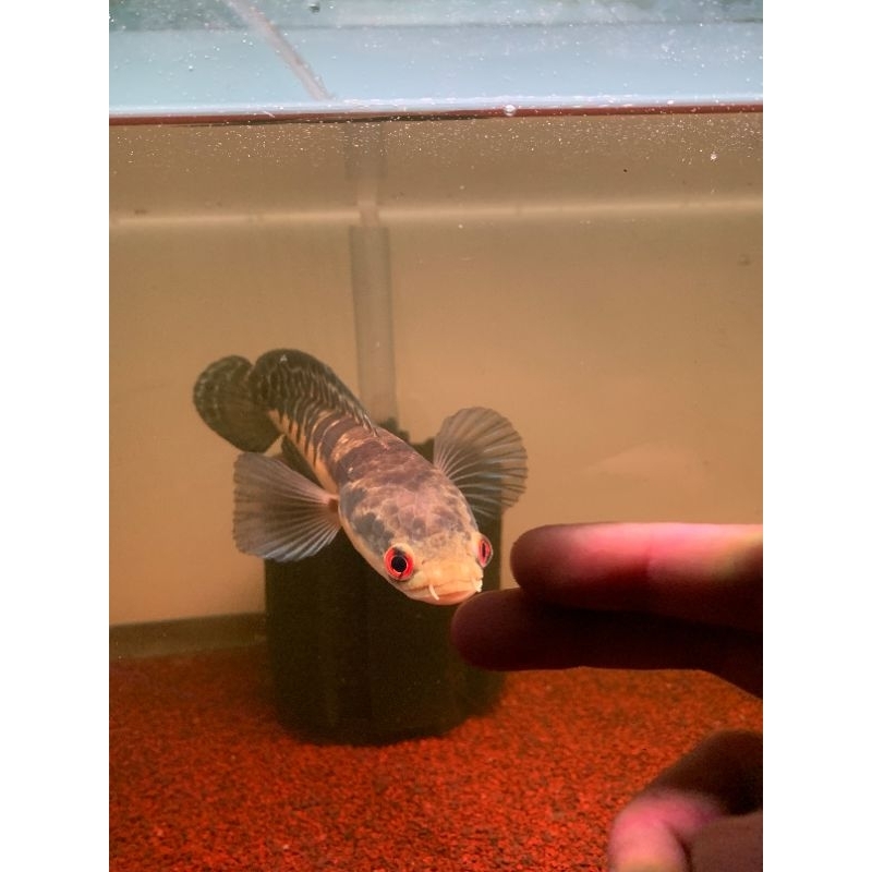 maru Oren riau bar istimewa 5/5