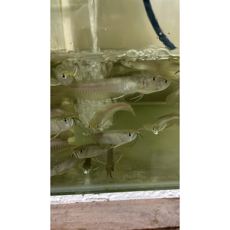 

sticker Arwana silver red 11-13cm an