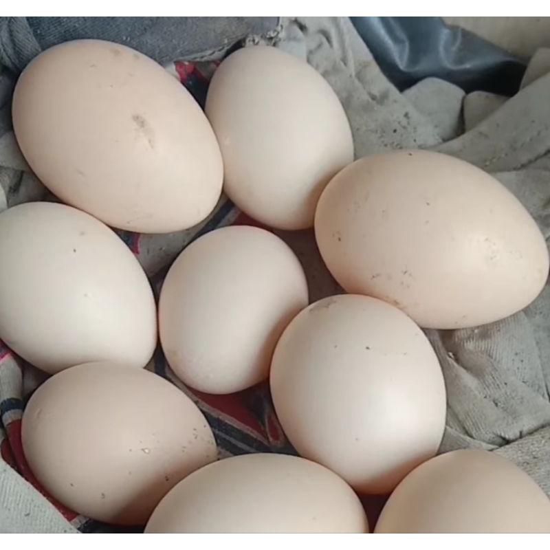 

telur kampung asli garansi segar kandang sendiri