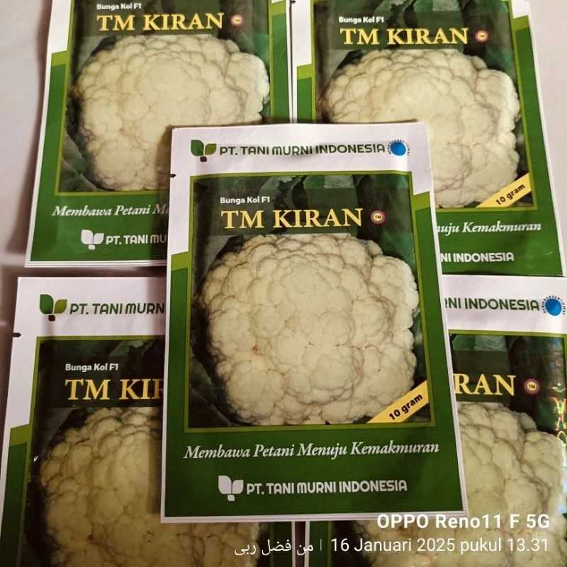 BENIH BUNGAH KOL F1 TM KIRAN - 10gr