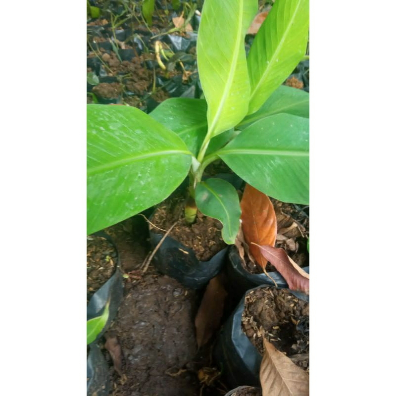 bibit pisang(ambon,raja,kepok,mas,tanduk dll)