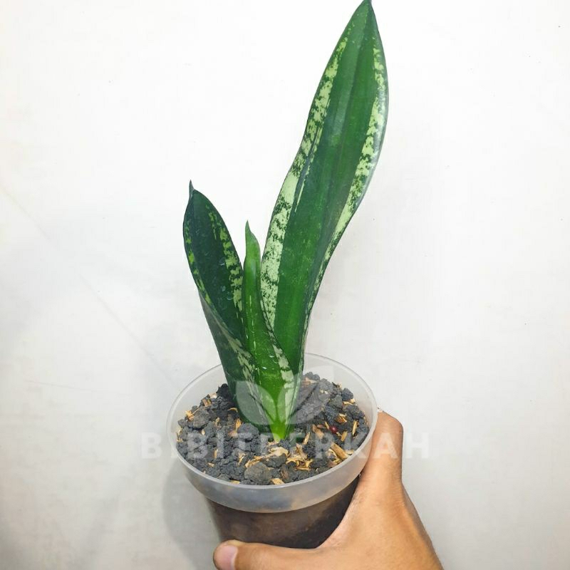 Sansevieria Whitney / Whitni / Witni - Tanaman Hias Sansivera Lidah Mertua