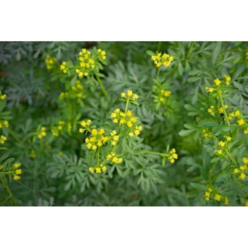 

tanaman herbal daun inggu segar