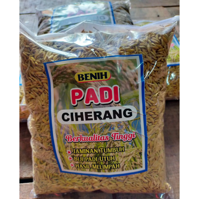 (COD)BENIH PADI CIHERANG BIMA SAKTI UNGGUL 1KG BERKUALITAS