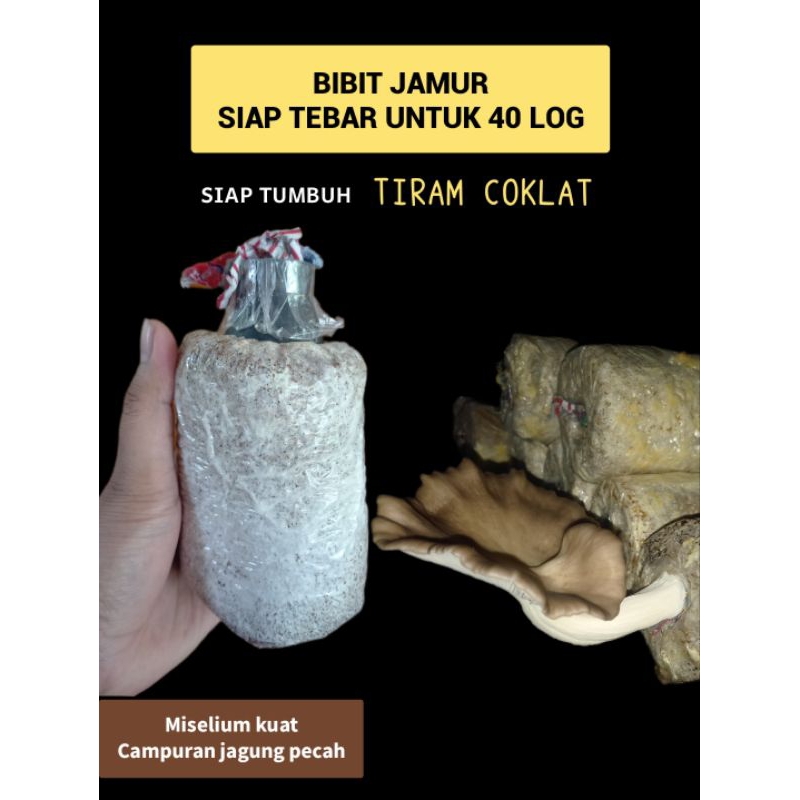 

Bibit Jamur Unggul F2