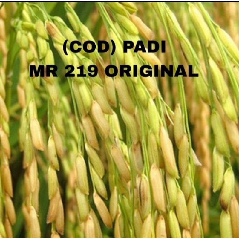 BENIH PADI MR 219 KEMASAN 5KG
