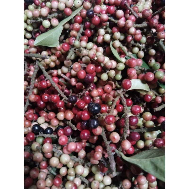 

buah huni buah buni segar 500gram