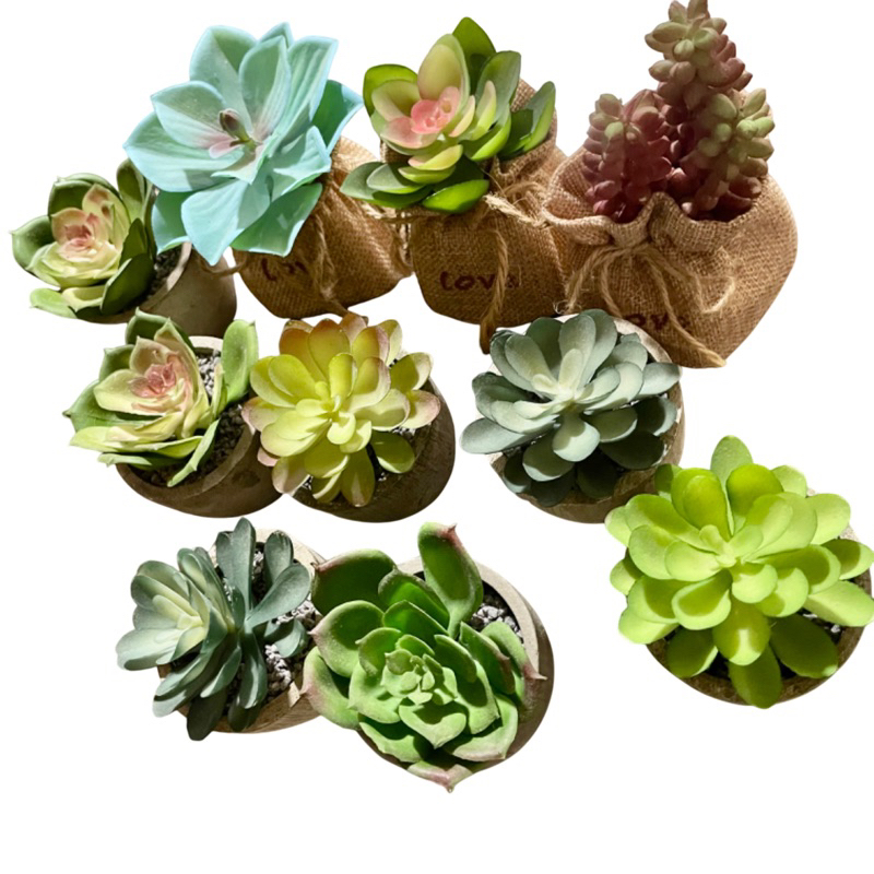 Tanaman Kaktus Imitasi