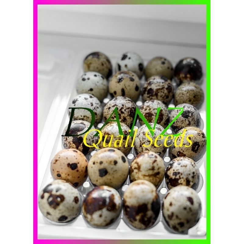 

Telur Puyuh Fresh (1kg)