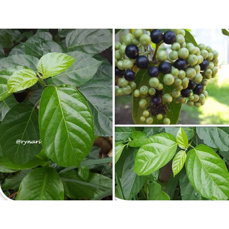 

MURAH,,!!!DAUN SINGKIL BUAS SEGAR (300g)