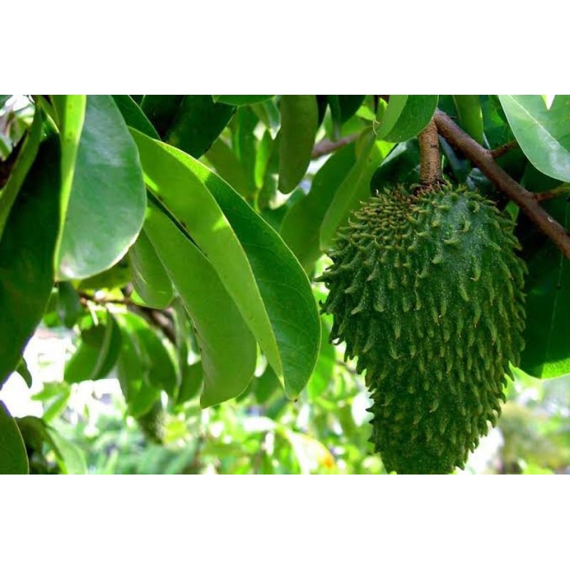 

Daun sirsak segar (100lembar)