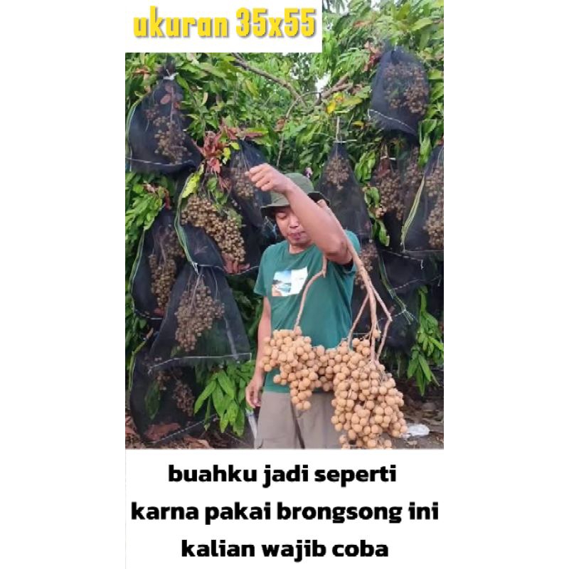 Brongsong buah Kelengkeng