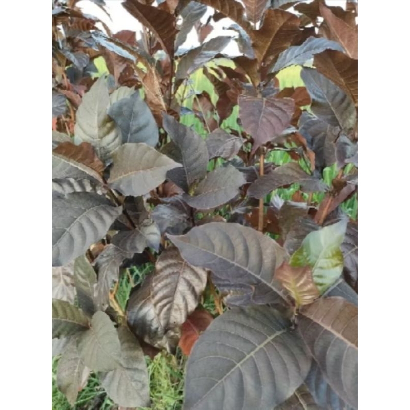 

daun handeuleum/kopi hitam herbal 50 lembar