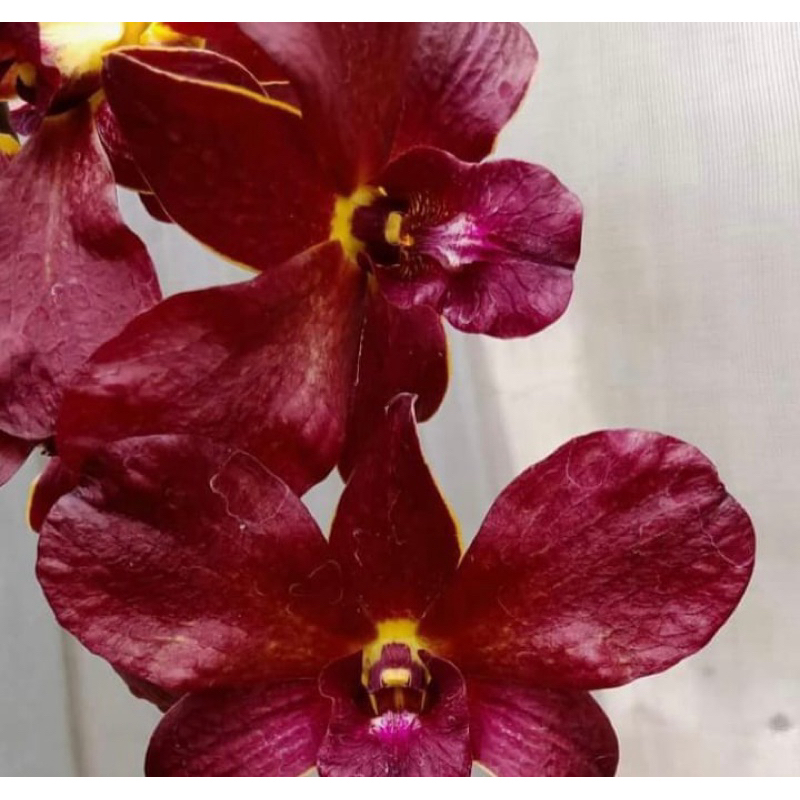 anggrek dendrobium bunga merah