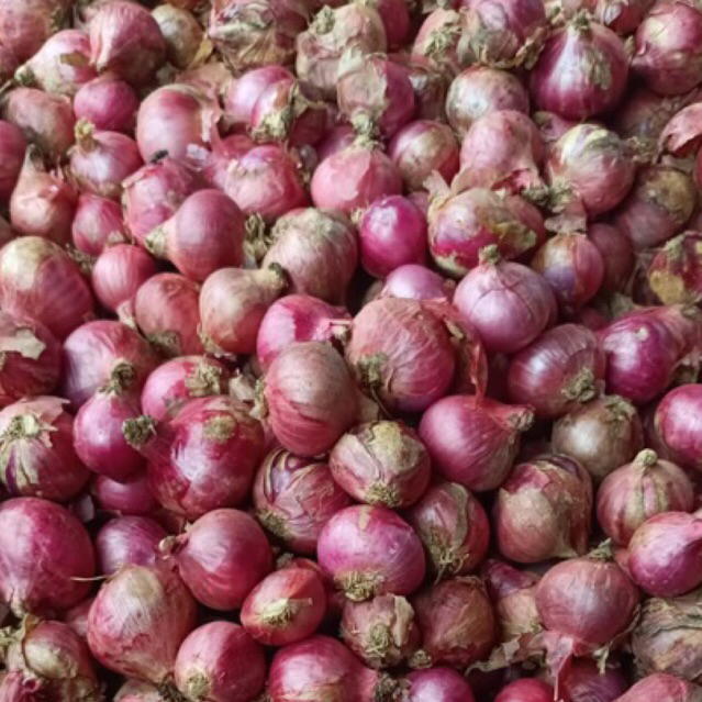 

bawang merah segar termurah