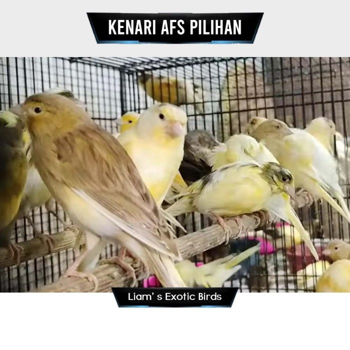 Burung Kenari Gacoran Seri AFS Bergaransi Untuk Masteran