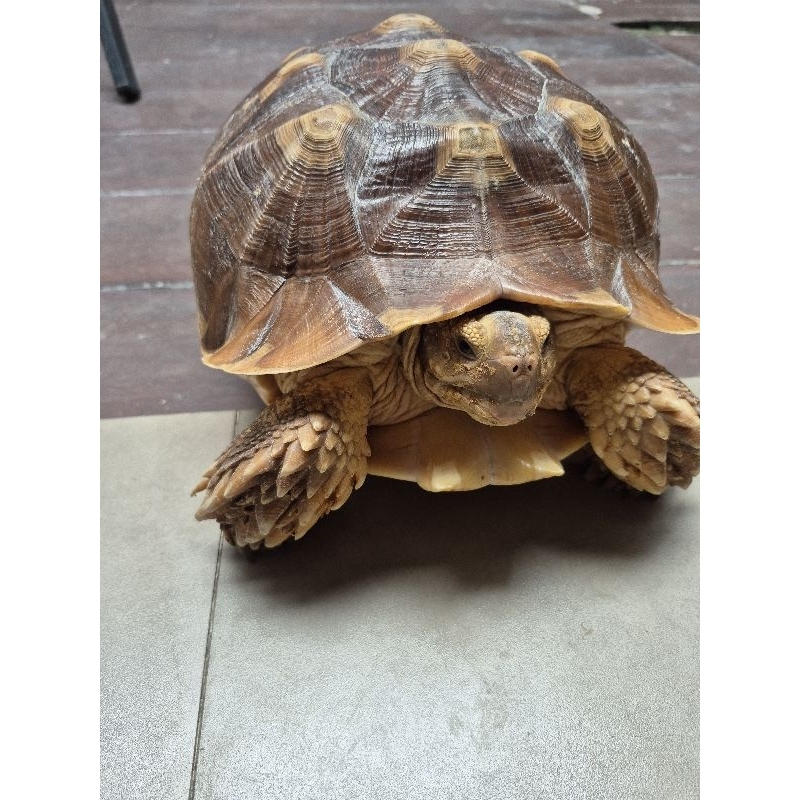 Sulcata Jantan gemuk sehat gesit panjang 37cm
