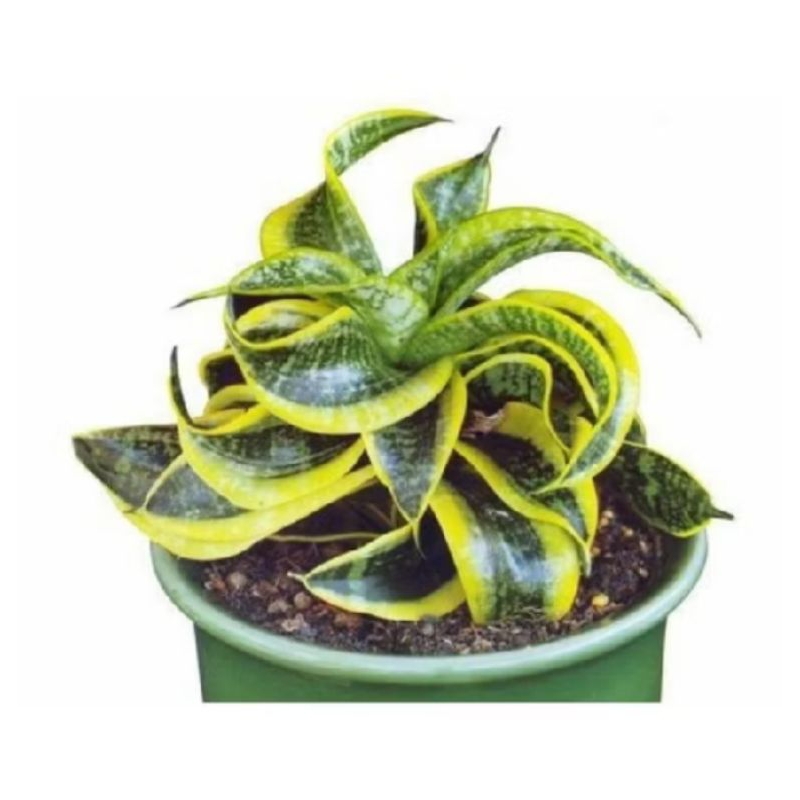 BISA COD Tanaman hias sansivera twister sister- tanaman  sansivera twister sudah rimbun.