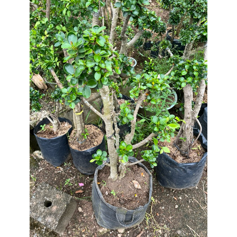 TERBARU BONSAI DOLAR MICRO TAMAN UK BESAR & TINGGI