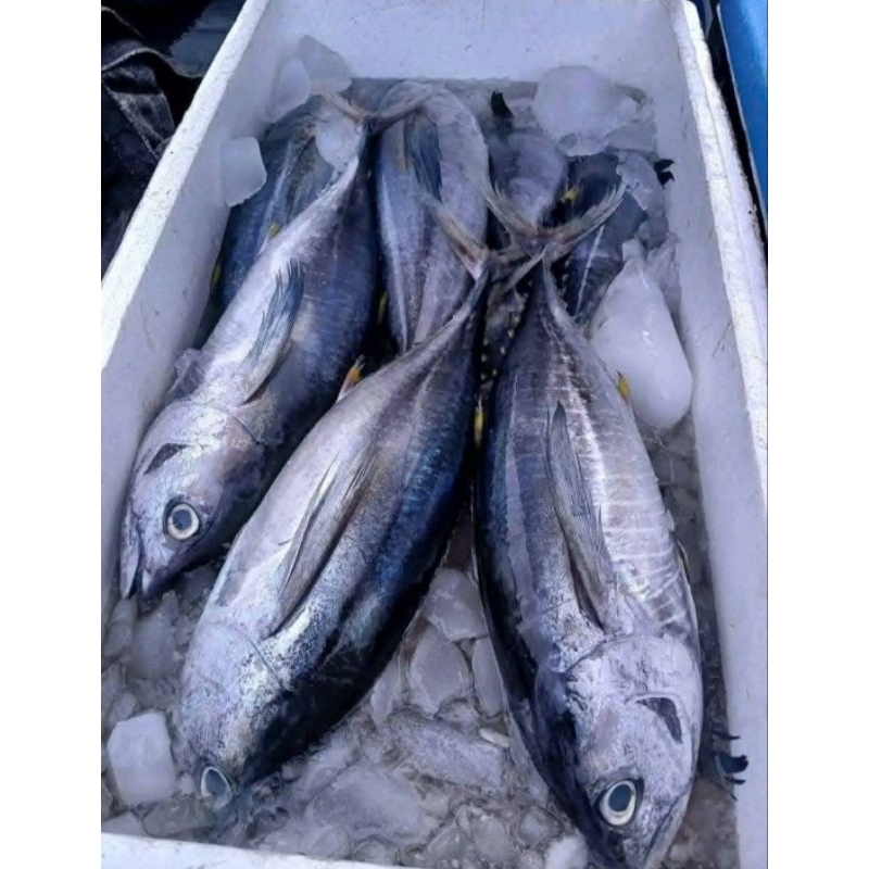 

3 Ekor Ikan Tuna Fresh