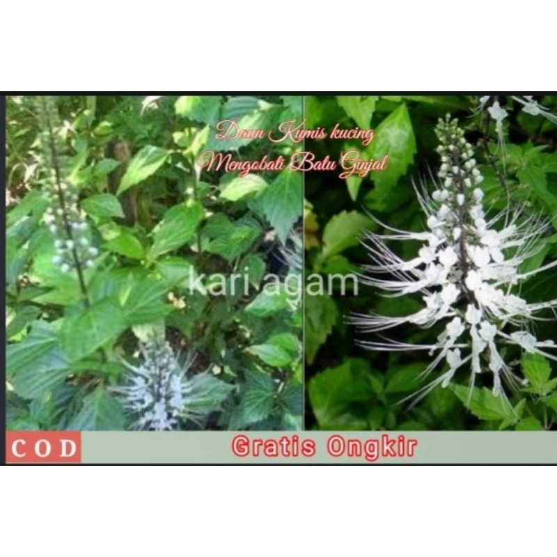 

DAUN KUMIS KUCING SEGAR - OBAT HERBAL 20 lembar