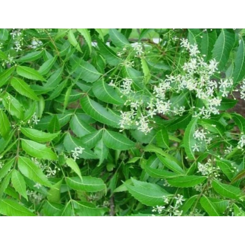 

daun Mindi,daun mimba bnyk manpaat nya ,fres baru petik 500g