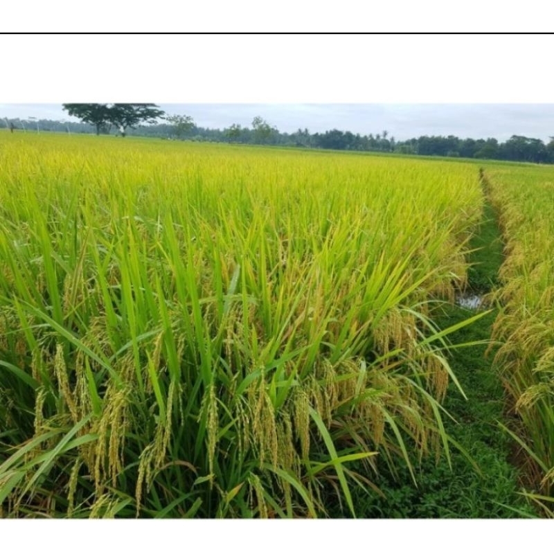 BENIH PADI ROJO LELE KEMASAN 1KG