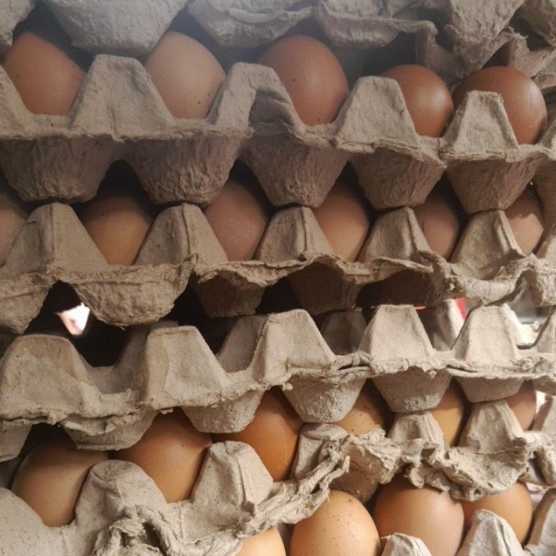 

TELUR AYAM NEGERI_LOKAL 10 KG