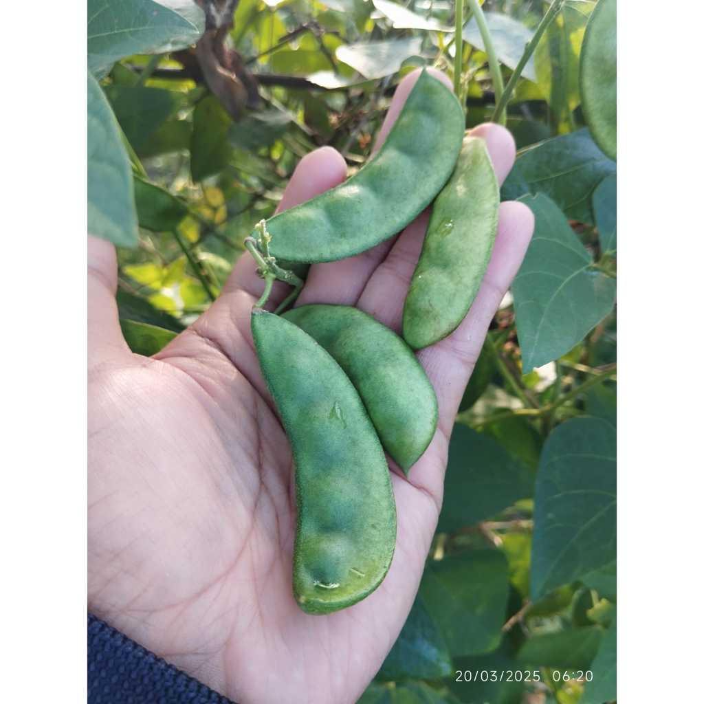 

SAYUR KACANG ROAY SEGAR 100GRAM/KACANG KORO KAMPUNG/KRATOK