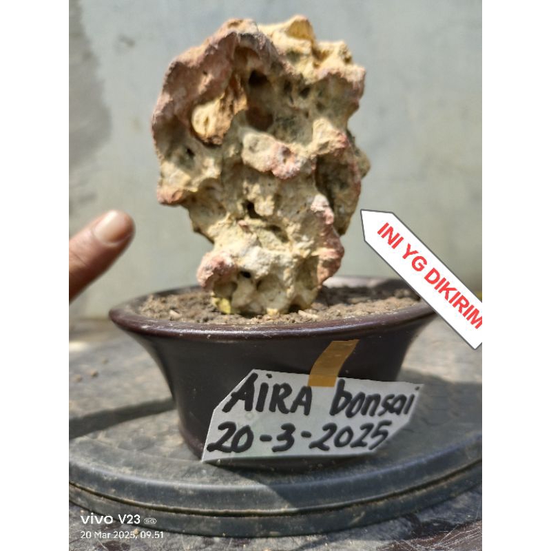 Batu karang untuk bonsai
