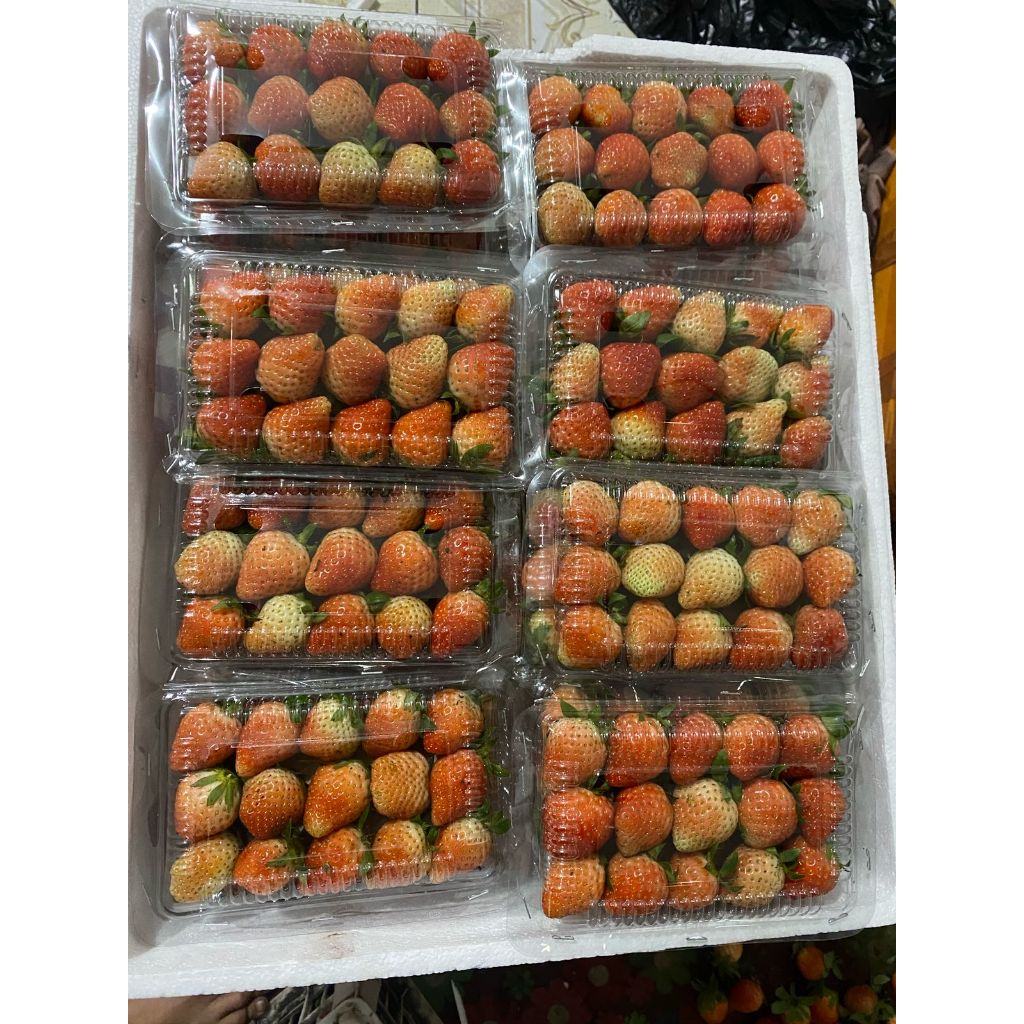 

FLASHSALE!!! Strawberry Bandung Terlaris - Batal Kirim Lolos Sortir - Panensegar