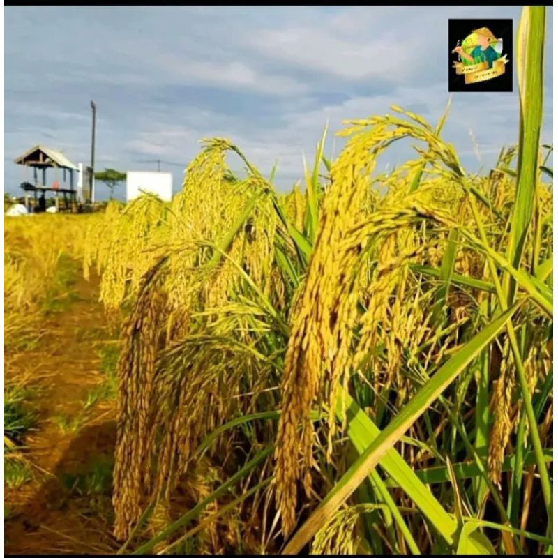 BENIH PADI RAJASA 01 TERBAIK UNGGULAN 5KG