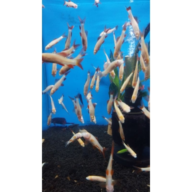 ikan hias aquarium redfin albino dan redfin black per ekor