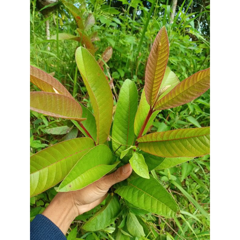 

pucuk daun jambu merah asli,pucuk merah daun jambu,obat herbal tradisional alami terbaik