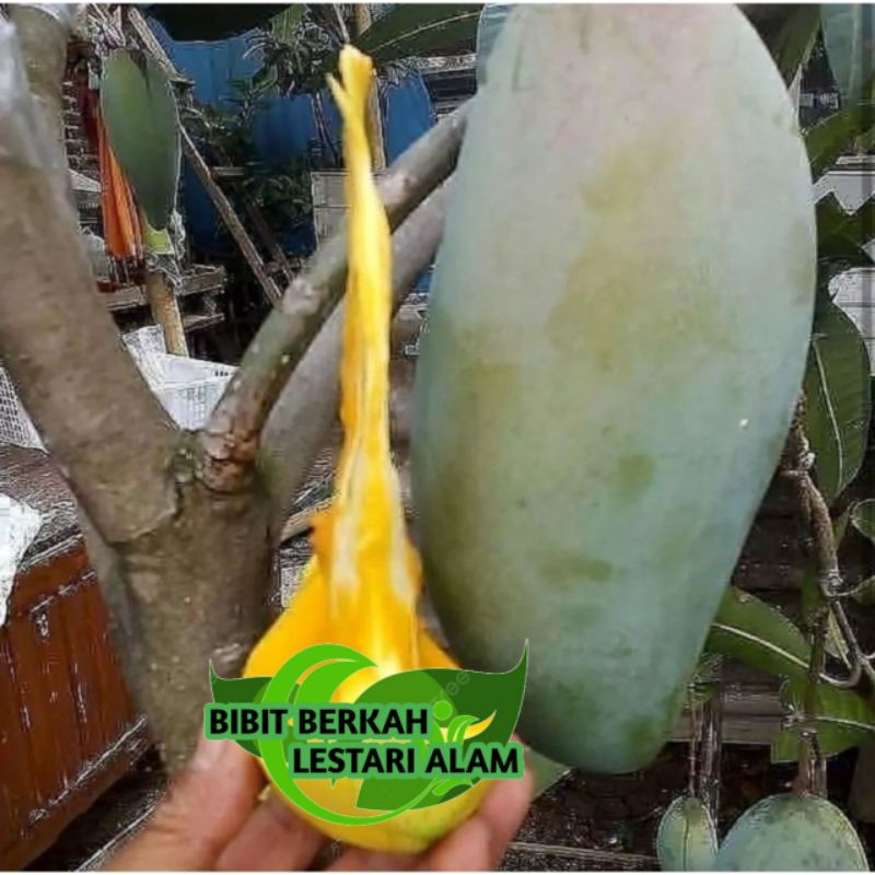 Bibit Tanaman mangga kiojay kondisi berbunga