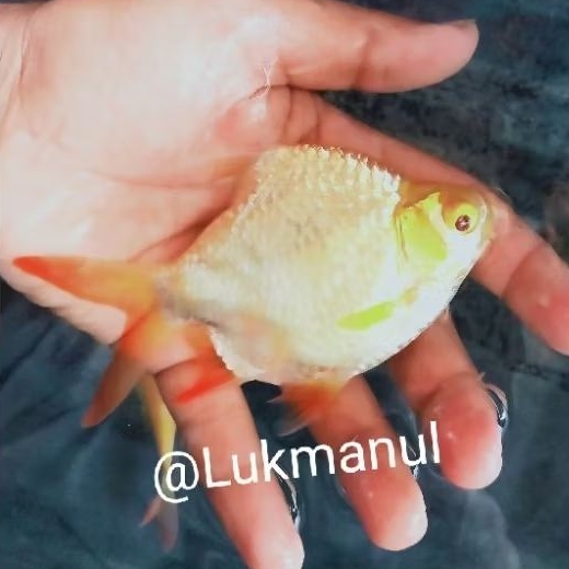 Ikan kaviat SB kapiat Short body