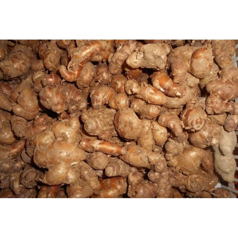 

kencur/cikur seblak rempah pilihan 1 kg