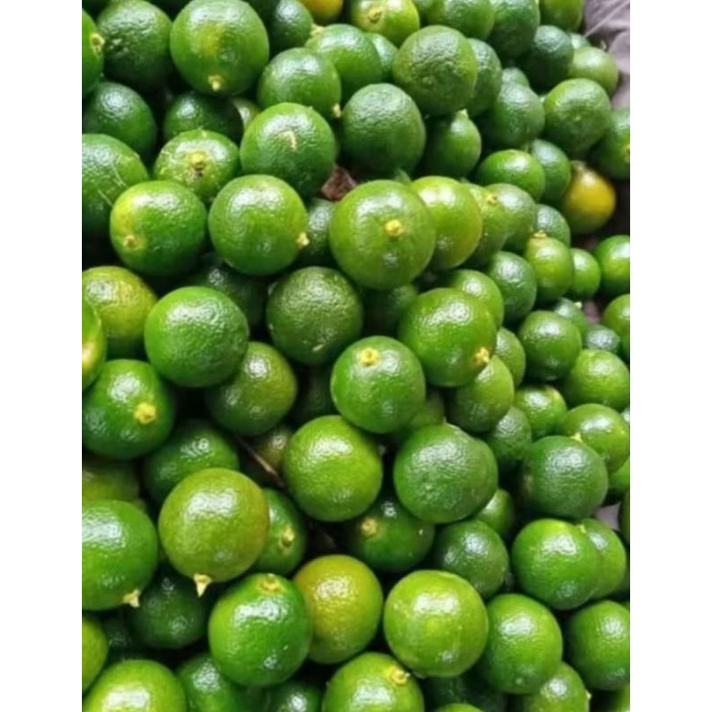 

jeruk lemoncui,jeruk kasturi,jeruk sonkit,jeruk peras 1kg | UK.SEDANG