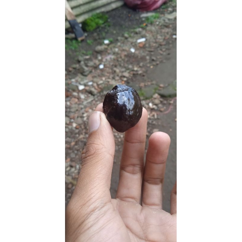 MUNCANG ADU JENIS MJ KLATEN ORI INDUNG PASANGAN URGEN 10X WIN