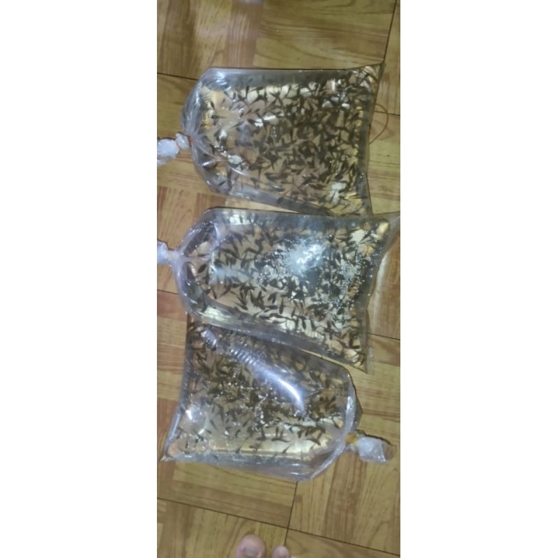 ikan Cere / Cetol Pakan Predator